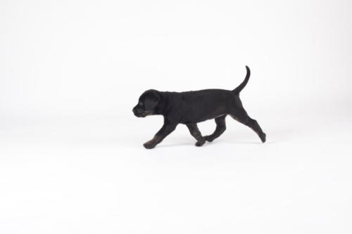 on the move